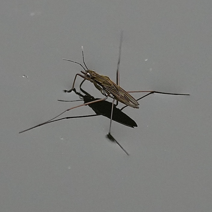pond skater